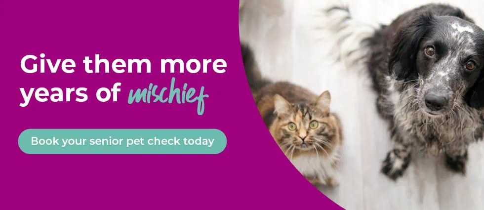 Lida Vets In Newmarket | Vets In Suffolk