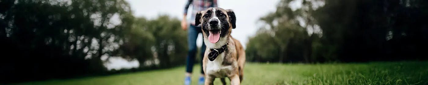 Keeping your dog safe during car travel in Newmarket